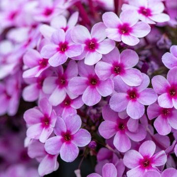 Flammenblume (Phlox) EARLY Lavender Pop