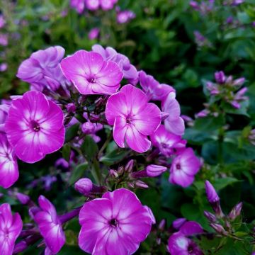 Flammenblume (Phlox paniculata) EARLY Purple Eye