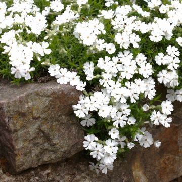 Polsterphlox (Phlox subulata) White Delight