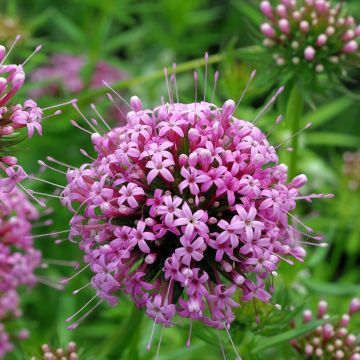 Rosenwaldmeister (Phuopsis/Crucianella stylosa) Pretty Pink