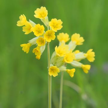 Echte Schlüsselblume (Primula veris)