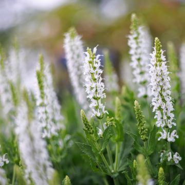 Salbei  (Salvia nemorosa) Schneehügel 