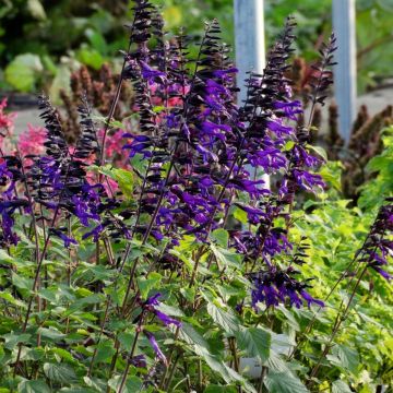 Salbei (Salvia) Amistad