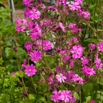 Rote Lichtnelke (Silene dioica) 