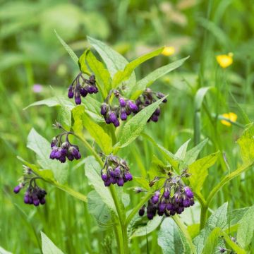 Echter Beinwell (Symphytum officinale)