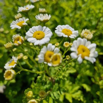 Mutterkraut (Tanacetum / Chrysanthemum parthenium) 