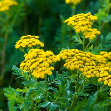 Gewöhnlicher Rainfarn (Tanacetum vulgare) 