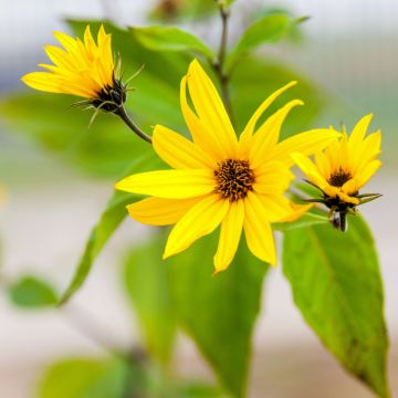 Frühe Topinambur (Helianthus tuberosus) Papas Patio