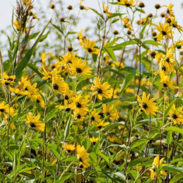 Topinambur (Helianthus tuberosus) Wildacker