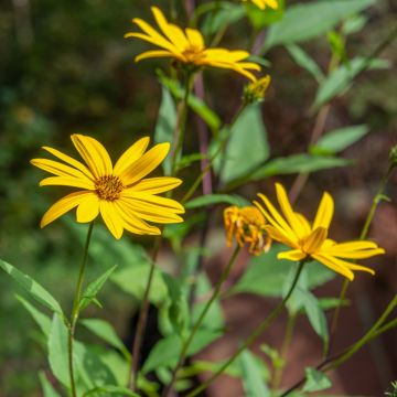 Topinambur (Helianthus tuberosus) Topstar