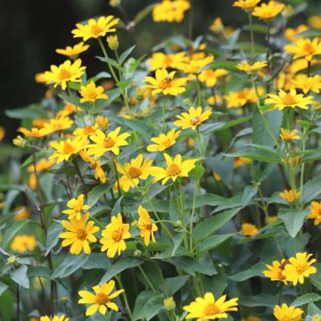 Topinambur (Helianthus strumosus) Völkenroder Spindel