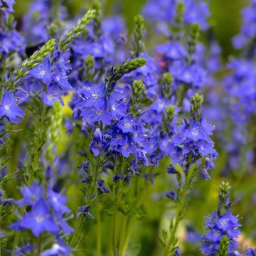 Österreichischer Ehrenpreis (Veronica austriaca) Königsblau