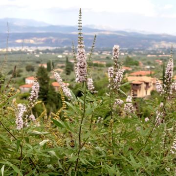 Mönchspfeffer (Vitex agnus-castus) Albus